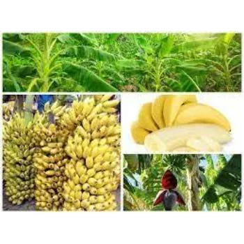 Healthy Banana Plants 